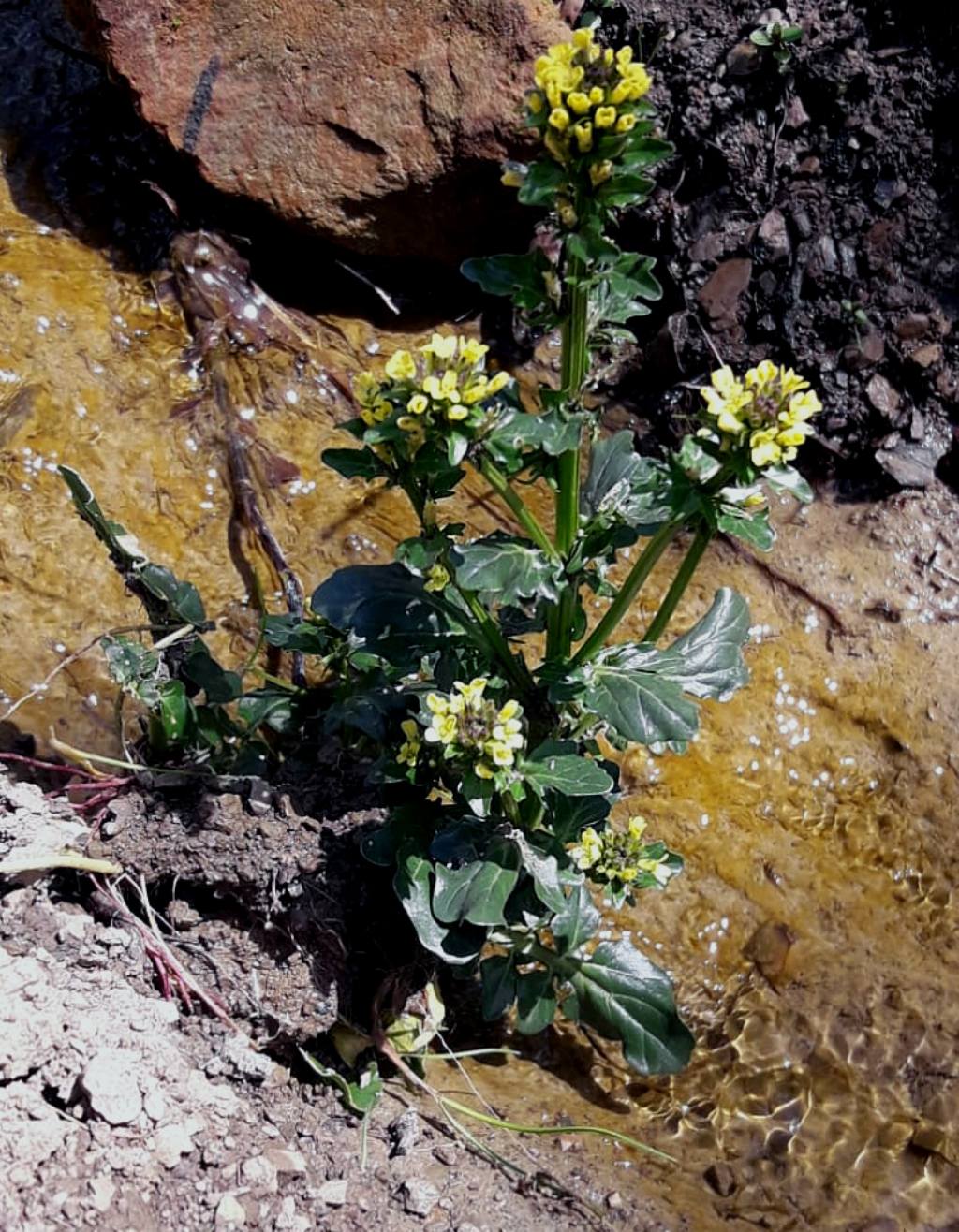 crucifera? giallo fiore foglie coriacee
